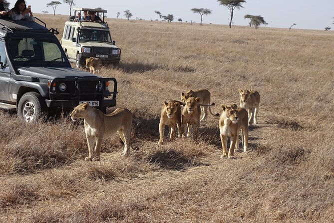 3-Day Maasai Mara Small Group Safari in a 4 X4 Land Cruiser Jeep - Reviews and Guarantee