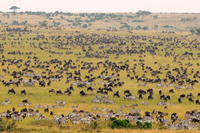 3-Day Maasai Village Safari - Cancellation Policy