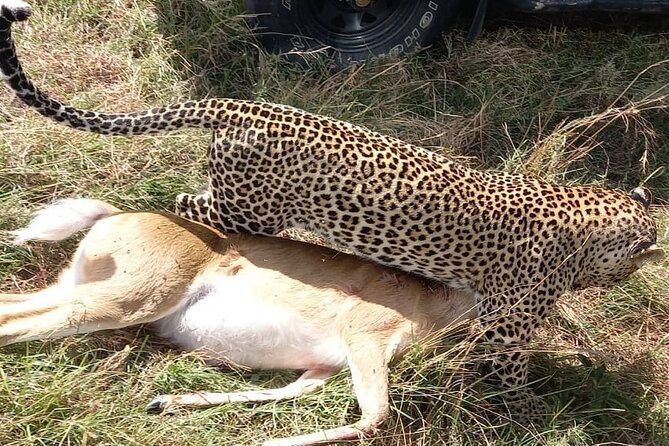 3-Day Masaai Mara Shared Group Safari Tour by Safari Jeep - Good To Know