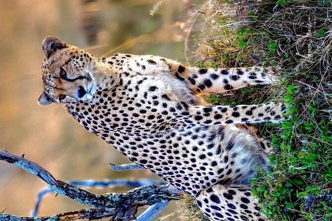 3-Day Masai Mara and Naivasha Hells Gate National Park-Safari - Game Drives and Sightings