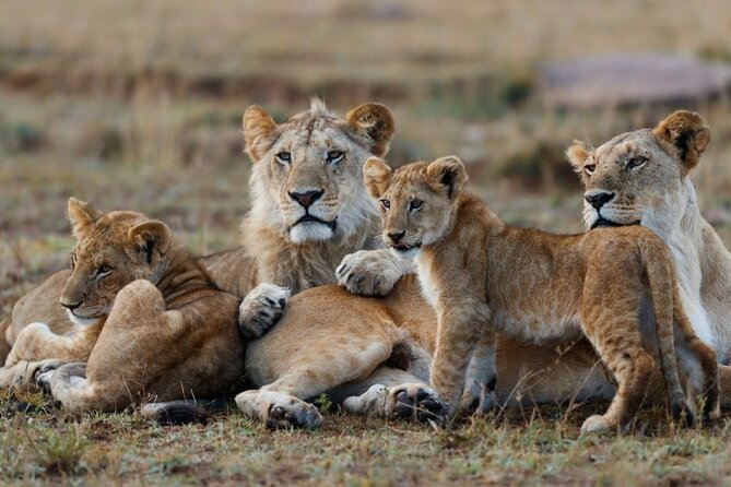 3-Day Masai Mara Group Joining Safari Adventure - Inclusions and Exclusions