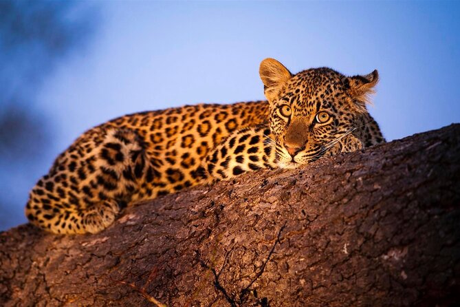 3-Day Masai Mara Group Safari With Pick up - Customer Reviews