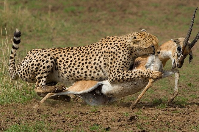 3-Day Masai Mara Luxury Safari on 4x4 Land Cruiser - Optional Activities and Upgrades