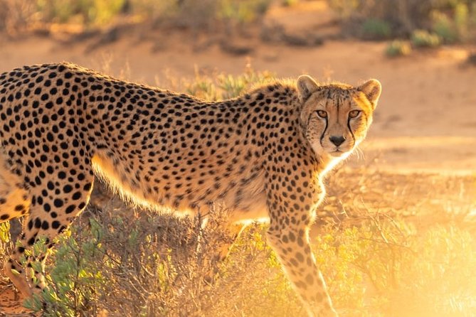3-Day Masai Mara National Park Deluxe Tour - Inclusions