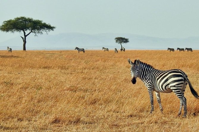 3-Day Masai Mara National Park Deluxe Tour - Activities