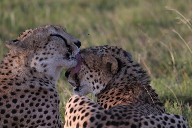 3-Day Masai Mara National Park Superior Tour - Pickup and Transportation