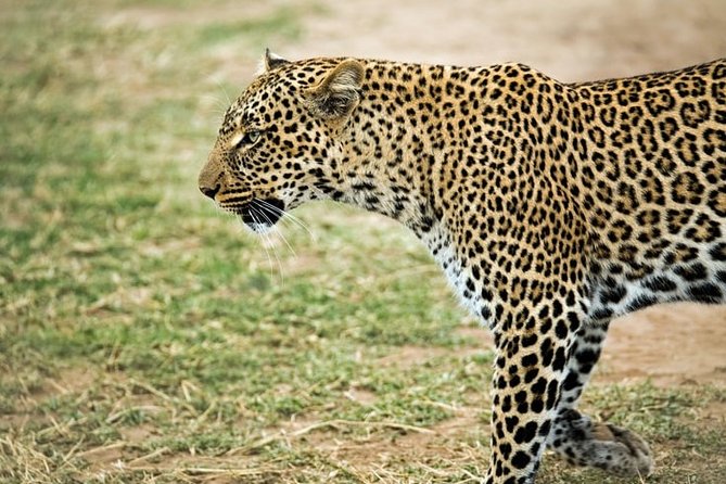 3-Day Masai Mara National Park Superior Tour - Traveler Restrictions