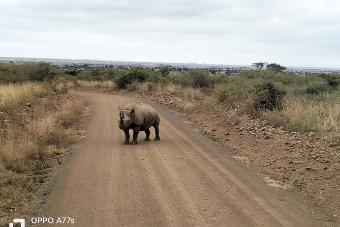 3-Day Masai Mara Wildlife Migration Experience. - Wildlife Viewing Opportunities