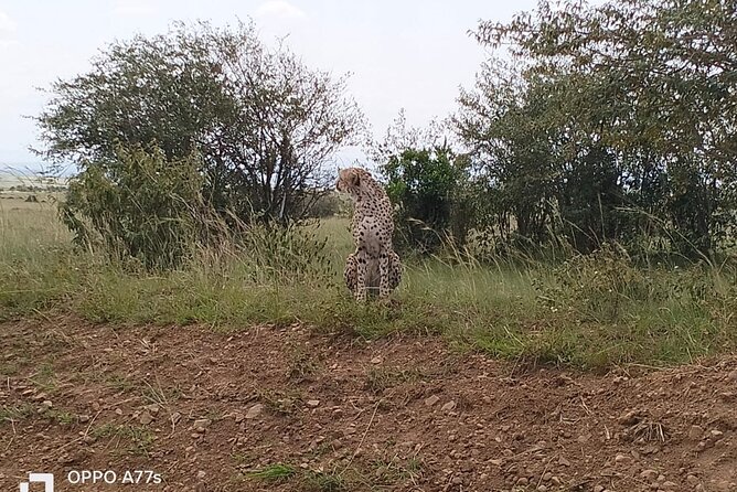 3-Day Masai Mara Wildlife Migration Experience. - Cultural Interactions