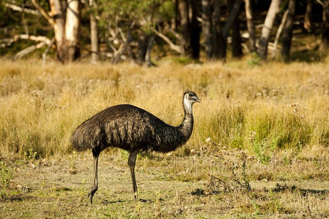 3-Day Melbourne to Adelaide Small-Group Tour via Great Ocean Road Grampians - Traveler Photos and Reviews