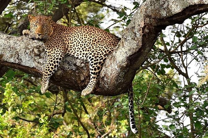3-Day Meru National Park Private Guided Safari Tour - Good To Know