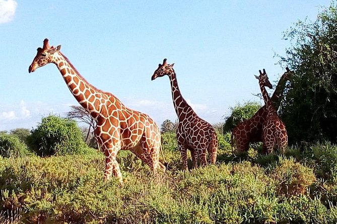 3-Day Meru National Park Private Guided Safari Tour - Meal Inclusions