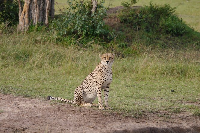 3-Day Meru National Park Private Guided Safari Tour - Transportation Logistics