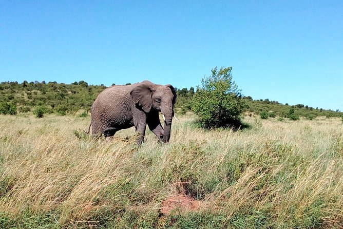 3-Day Meru National Park Private Guided Safari Tour - Pickup Information
