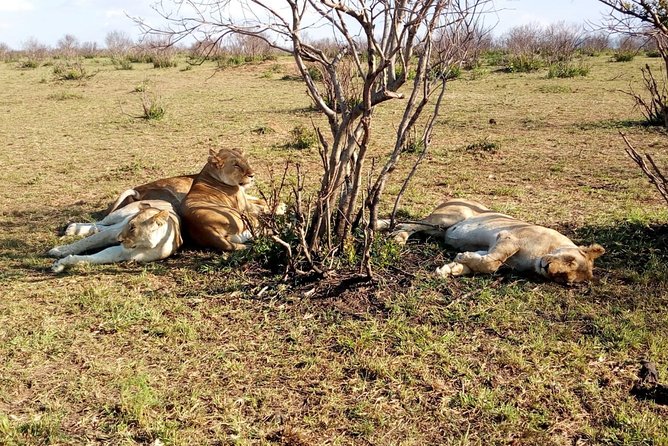 3-Day Meru National Park Private Guided Safari Tour - Pricing and Booking Information