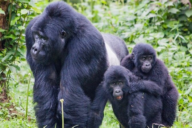 3 Day Mgahinga Mountain Gorilla Trek. - Good To Know