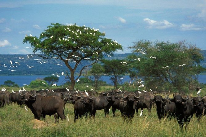 3-Day Mind Refreshing in Murchison Falls National Park - Frequently Asked Questions