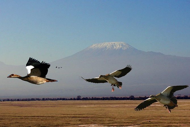 3-Day Mombasa to Amboseli Safari - Safari Inclusions