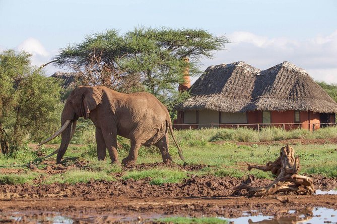 3-Day Mombasa to Amboseli Safari - Important Considerations