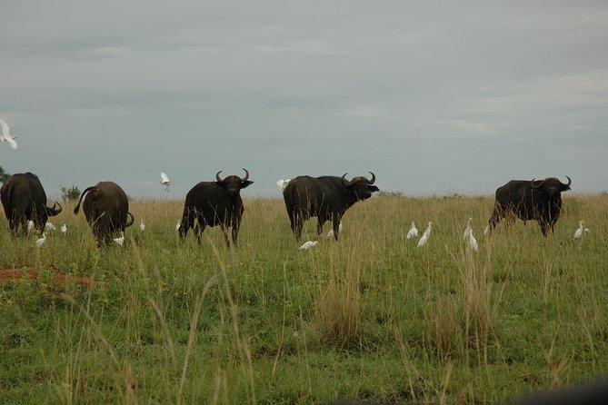 3-Day Murchison Falls National Park - Adventure Safari - The Sum Up