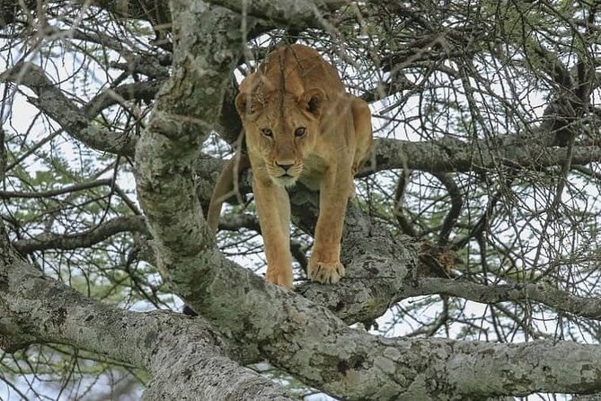 3 Day Northern Circuit Tarangire Park and Lake Manyara Tour - Transportation Details