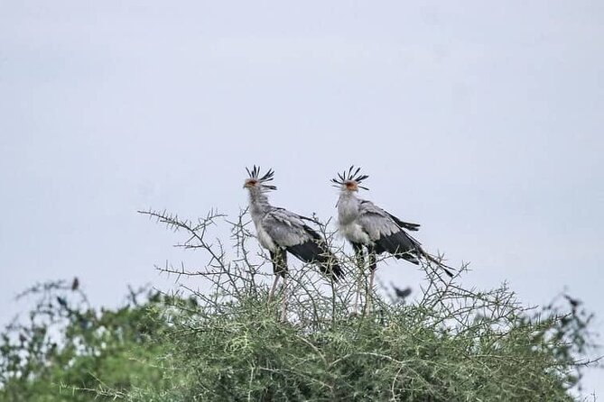 3 Day Northern Circuit Tarangire Park and Lake Manyara Tour - Wildlife Sightings