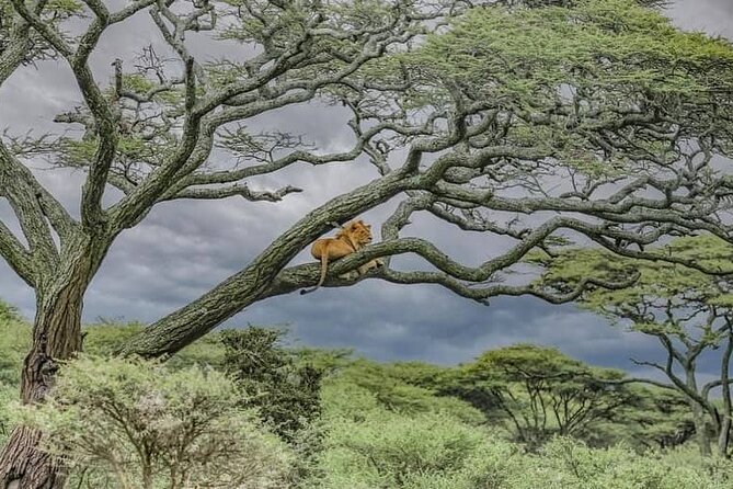 3 Day Northern Circuit Tarangire Park and Lake Manyara Tour - Tour Guides