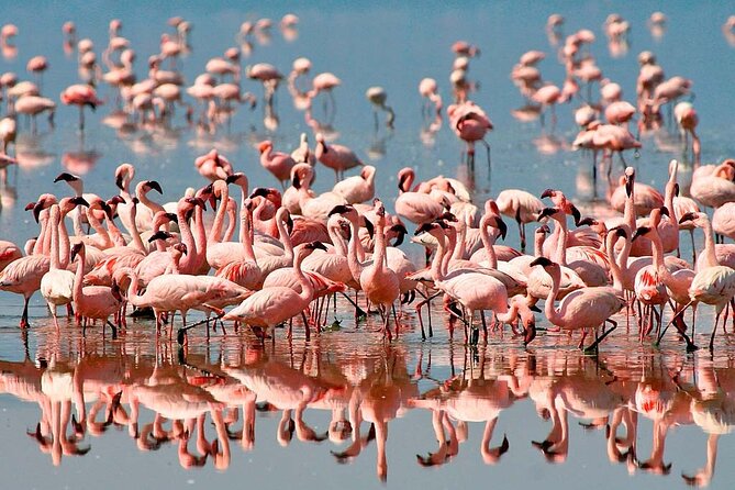 3 Day: Northern Wonders Safari - Meeting and Pickup Information
