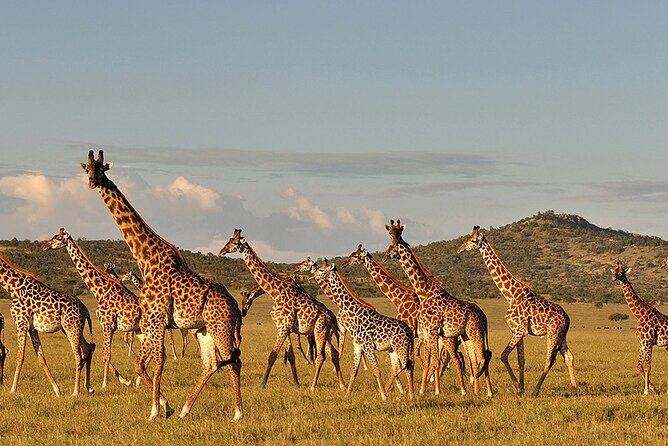 3 Day: Northern Wonders Safari - What To Expect