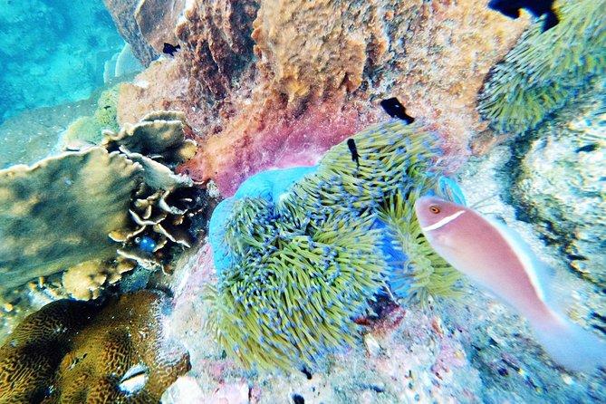 3-Day PADI Open Water Diver Course in Koh Chang - Customer Support