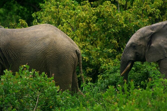 3 Day Private Elephant Safari at Mole National Park - Weather and Cancellation Policies