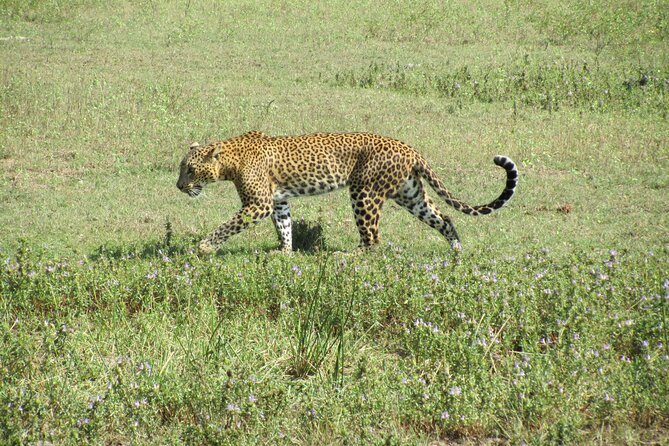 3-Day Private Guided Safari Tour in Yala National Park Sri Lanka - Good To Know