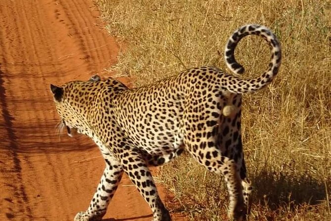 3 Day Private Guided Tour Safari Tsavo East and West in Malindi - Meals and Accommodation