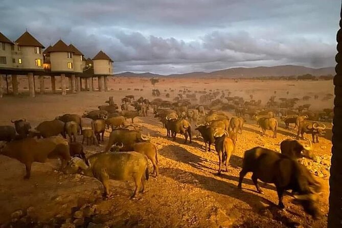3 Day Private Guided Tour Safari Tsavo East and West in Malindi - Accessibility and Pickup