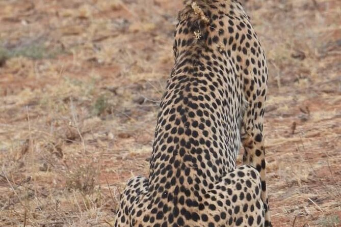 3 Day Private Guided Tour Safari Tsavo East and West in Malindi - Booking Information