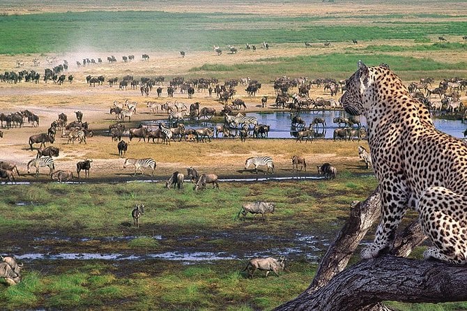 3 Day Private Lodge Safari in Serengeti National Park - Included Safari Package Features