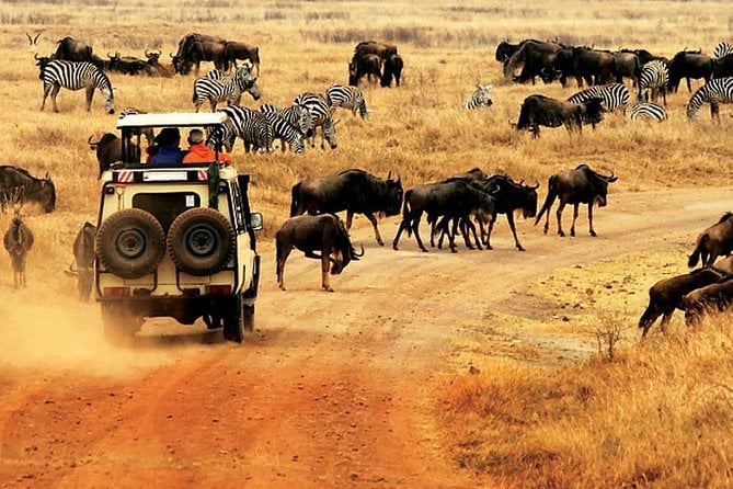 3 Day Private Lodge Safari in Serengeti National Park - Maximum Travelers and Cancellation Policy