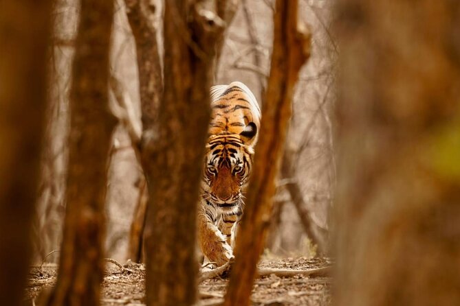 3-Day Private Ranthambhore Tiger Tour Including Delhi, Agra, Jaipur - Pricing and Booking Details
