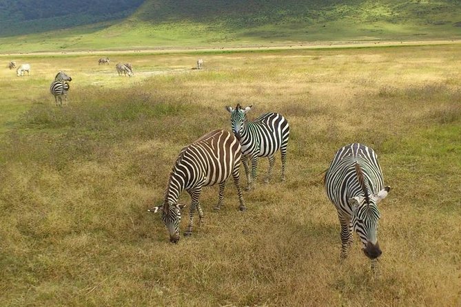 3 Day Private Safari in Serengeti and Ngorongoro National Park - Booking and Logistics