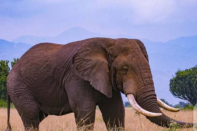 3-Day Private Safari of Murchison Falls National Park - Wildlife Encounters
