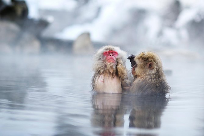 3-Day Private Tokyo and Nagano: Snow Monkeys, Tsukiji Market and Bullet Train - Day 2: Snow Monkeys and Nagano