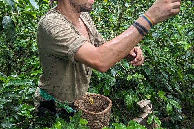 3 Day Private Tour Authentic Coffee Experience in Colombia - Authentic Coffee Tasting Experiences