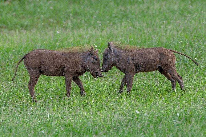 3-Day Private Tour in Tsavo West National Parks - Good To Know
