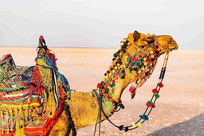 3 day private tour of Rann of Kutch from Ahmedabad - Good To Know