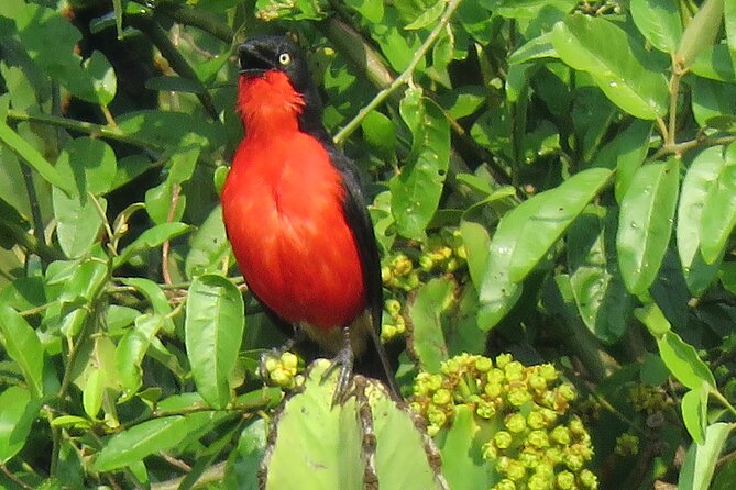 3-Day Queen Elizabeth Park Wildlife Safari Plus Chimp Trekking - Transportation and Activities