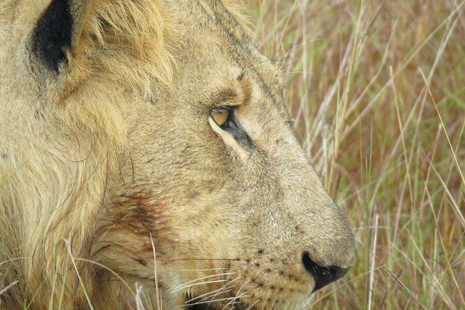3-Day Queen Elizabeth Park Wildlife Safari Plus Chimp Trekking - Availability and Booking