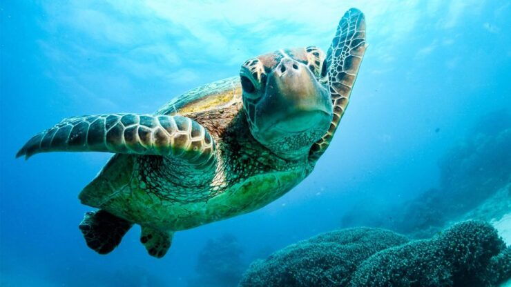 3-Day Reef, Rainforest and Outback Package - Tour Highlights and Experiences