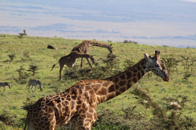 3-Day Safari in Serengeti & Ngorongoro(Mid-range) - Accommodation Details