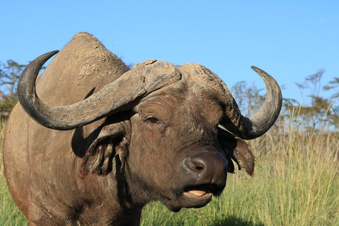 3-Day Safari in Serengeti & Ngorongoro(Mid-range) - Wildlife Encounters