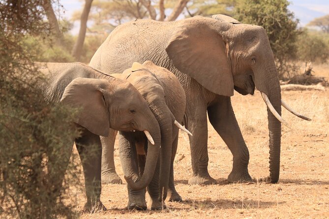 3-Day Safari in Serengeti & Ngorongoro(Mid-range) - Dining Options